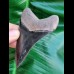 8,4 cm very sharp dark tooth of megalodon