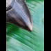 8,4 cm very sharp dark tooth of megalodon