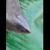 8,4 cm very sharp dark tooth of megalodon