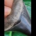 8,4 cm very sharp dark tooth of megalodon