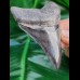 8,4 cm very sharp dark tooth of megalodon