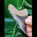 8,4 cm very sharp dark tooth of megalodon