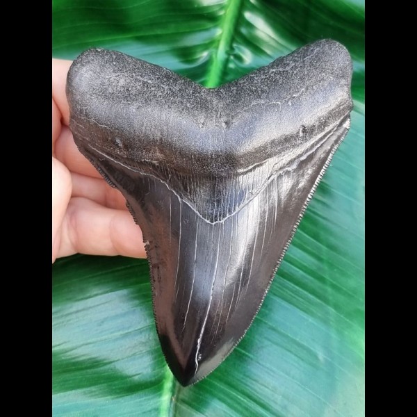 11,7 cm schwarzer fantastischer Zahn des Megalodon