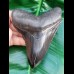 11,7 cm schwarzer fantastischer Zahn des Megalodon