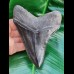 11,7 cm black fantastic tooth of megalodon