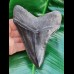 11,7 cm schwarzer fantastischer Zahn des Megalodon