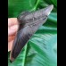 11,7 cm black fantastic tooth of megalodon