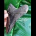 11,7 cm black fantastic tooth of megalodon