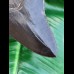 11,7 cm black fantastic tooth of megalodon