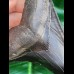 11,7 cm black fantastic tooth of megalodon