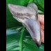 11,7 cm black fantastic tooth of megalodon