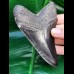 11,7 cm black fantastic tooth of megalodon