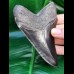 11,7 cm schwarzer fantastischer Zahn des Megalodon