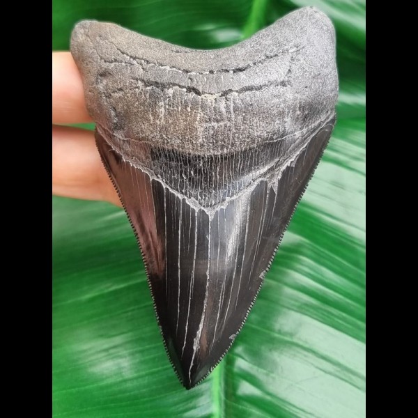 11,2 cm dolchförmiger schwarzer Zahn des Megalodon