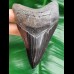 11,2 cm dolchförmiger schwarzer Zahn des Megalodon
