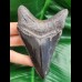 11,2 cm dolchförmiger schwarzer Zahn des Megalodon