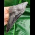 11,2 cm dolchförmiger schwarzer Zahn des Megalodon