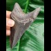 11,2 cm dolchförmiger schwarzer Zahn des Megalodon