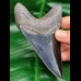 11,2 cm dolchförmiger schwarzer Zahn des Megalodon