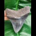 10,4 cm protruding tooth of megalodon