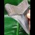 10,4 cm protruding tooth of megalodon