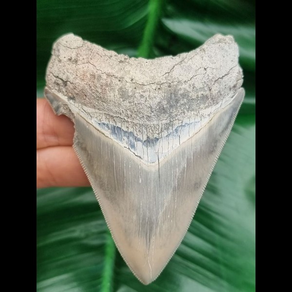 9,7 cm scharfer Zahn des Megalodon mit blauer Bourlette