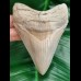 10,5 cm fantastic tooth of megalodon in collector - quality