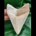 10,5 cm fantastic tooth of megalodon in collector - quality