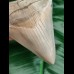 10,5 cm fantastic tooth of megalodon in collector - quality