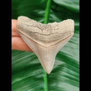 7,0 cm beeindruckender spitzer Zahn des Megalodon 