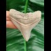 7,0 cm beeindruckender spitzer Zahn des Megalodon 