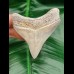 7,0 cm beeindruckender spitzer Zahn des Megalodon 