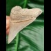 7,0 cm beeindruckender spitzer Zahn des Megalodon 
