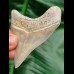 7,0 cm beeindruckender spitzer Zahn des Megalodon 