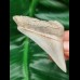 7,0 cm beeindruckender spitzer Zahn des Megalodon 