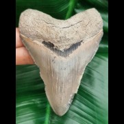 10,8 cm dagger-shaped tooth of megalodon shark