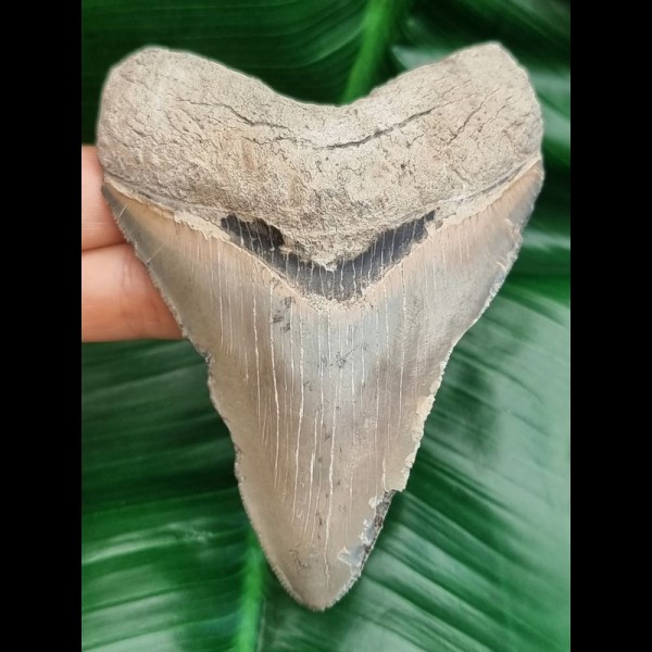 10,8 cm dolchförmiger Zahn des Megalodon Hai