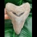 10,8 cm dagger-shaped tooth of megalodon