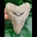10,8 cm dagger-shaped tooth of megalodon shark
