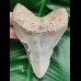10,8 cm dagger-shaped tooth of megalodon