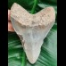 10,8 cm dolchförmiger Zahn des Megalodon Hai