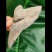 10,8 cm dagger-shaped tooth of megalodon shark