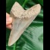 10,8 cm dolchförmiger Zahn des Megalodon Hai