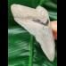 10,8 cm dolchförmiger Zahn des Megalodon Hai