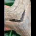 10,8 cm dagger-shaped tooth of megalodon shark