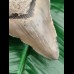 10,8 cm dagger-shaped tooth of megalodon shark