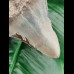 10,8 cm dagger-shaped tooth of megalodon shark