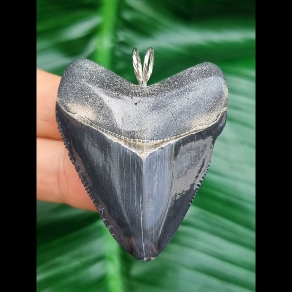 5,0 cm Anhänger des Megalodon aus dem Bone - Valley/Verkauft