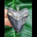 5,0 cm Anhänger des Megalodon aus dem Bone - Valley/Verkauft