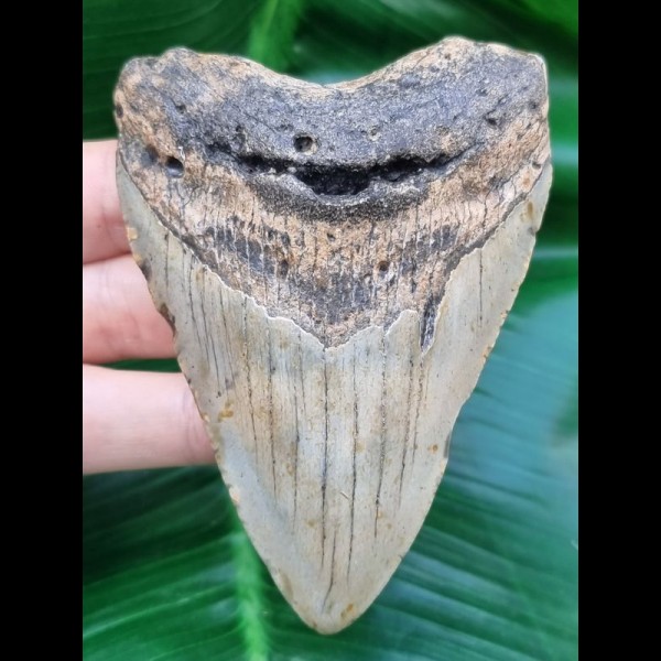 9,6 cm  hellgrauer Zahn des Megalodon